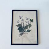 Ancient lithograph framed flower and butterfly