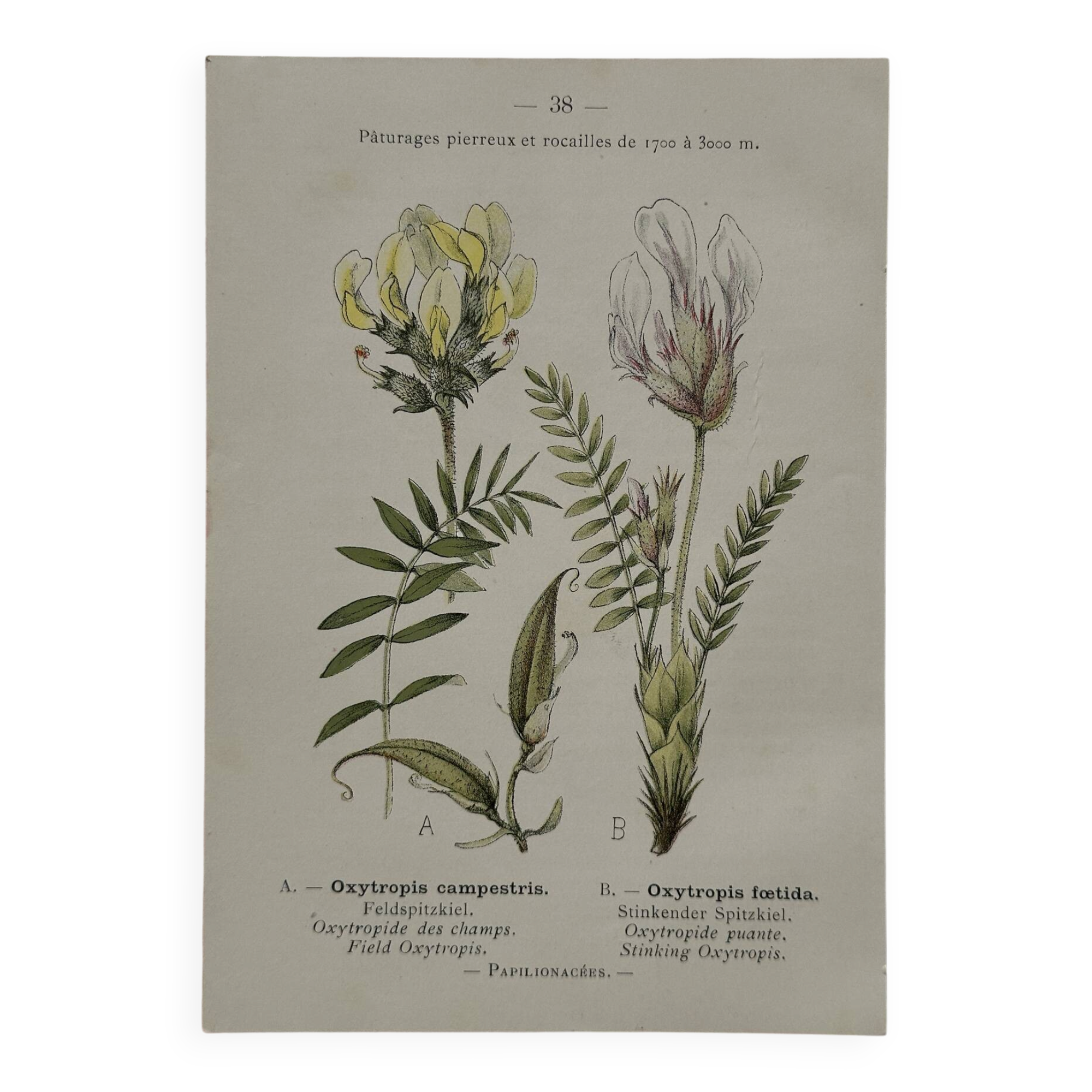 Botanical Plate 1800 Old Naturalist Engraving 19th Century Double-Sided