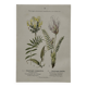 Botanical Plate 1800 Old Naturalist Engraving 19th Century Double-Sided