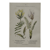 Botanical Plate 1800 Old Naturalist Engraving 19th Century Double-Sided
