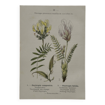 Planche Botanique 1800 Gravure naturaliste ancienne 19eme recto verso