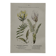 Botanical Plate 1800 Old Naturalist Engraving 19th Century Double-Sided
