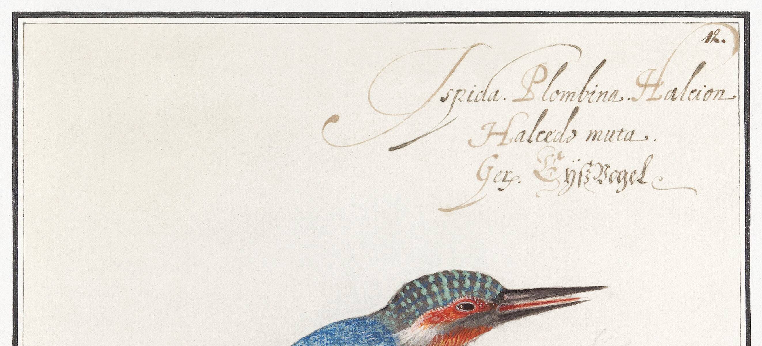 Small poster on the Kingfisher, after an old engraving from 1610.