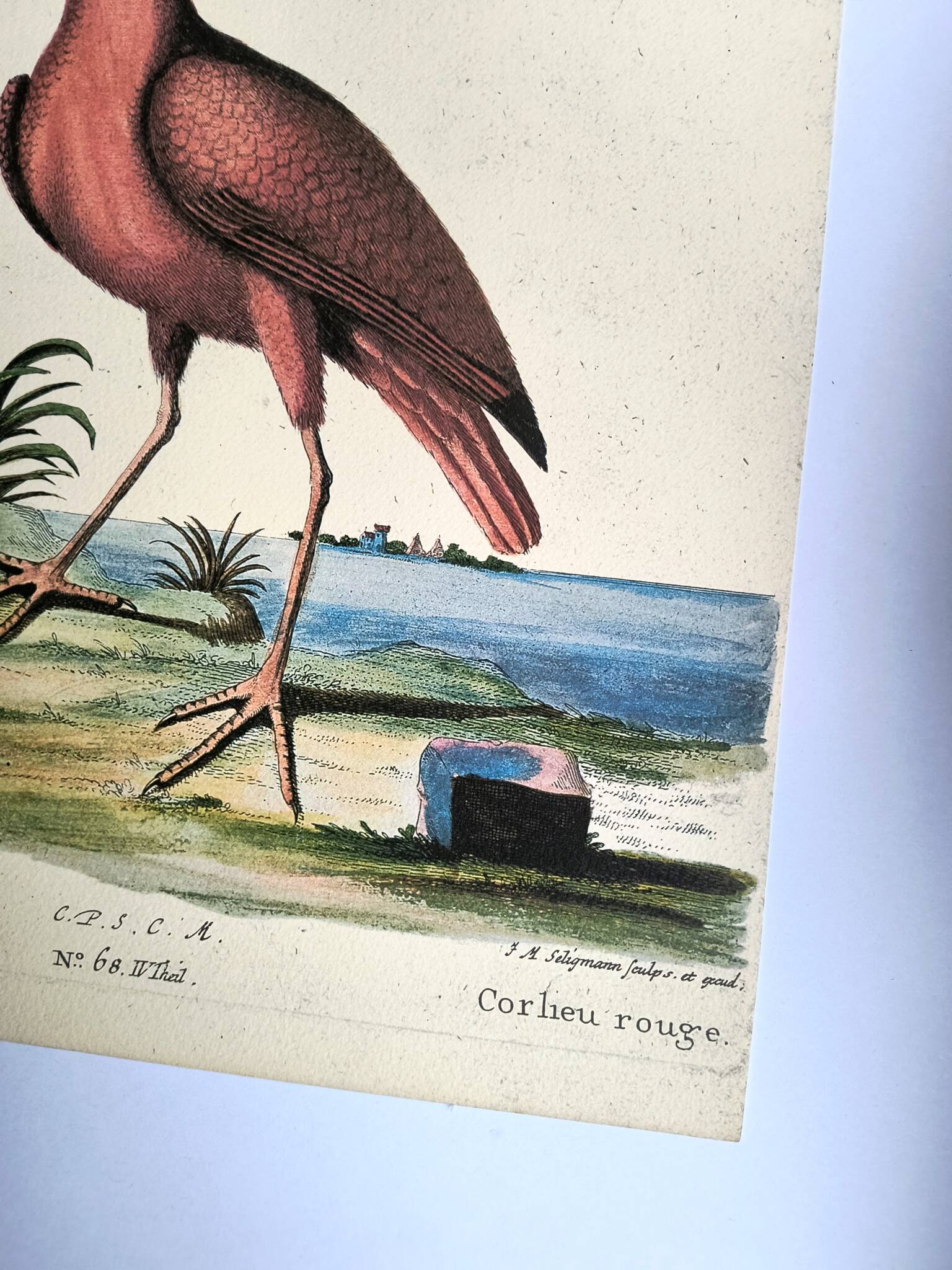 Antique bird engraving - Red Whimbrel - Nature plate by Seligmann