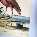 Antique bird engraving - Red Whimbrel - Nature plate by Seligmann