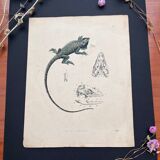Poster (lithograph) iguana