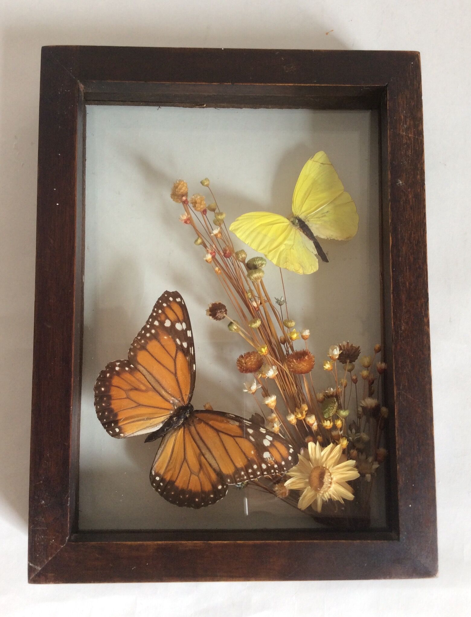 Naturalized butterflies and flowers