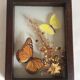 Naturalized butterflies and flowers