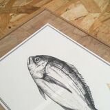 "The Sea Bream"