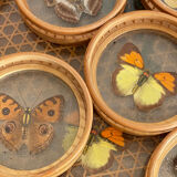 Rattan butterfly tray and coasters
