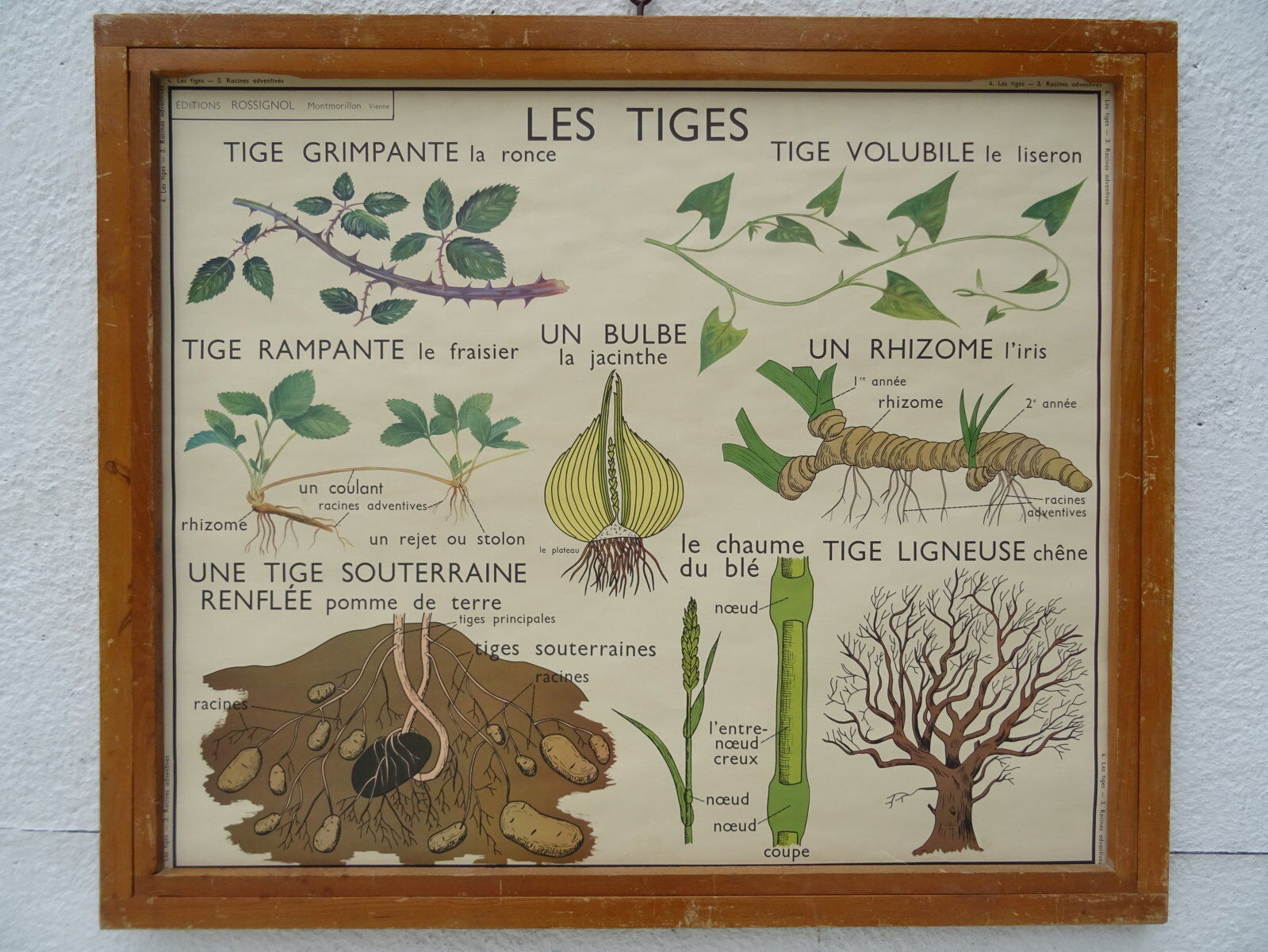 Set of 10 Rossignol posters on plants with frame