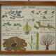Set of 10 Rossignol posters on plants with frame