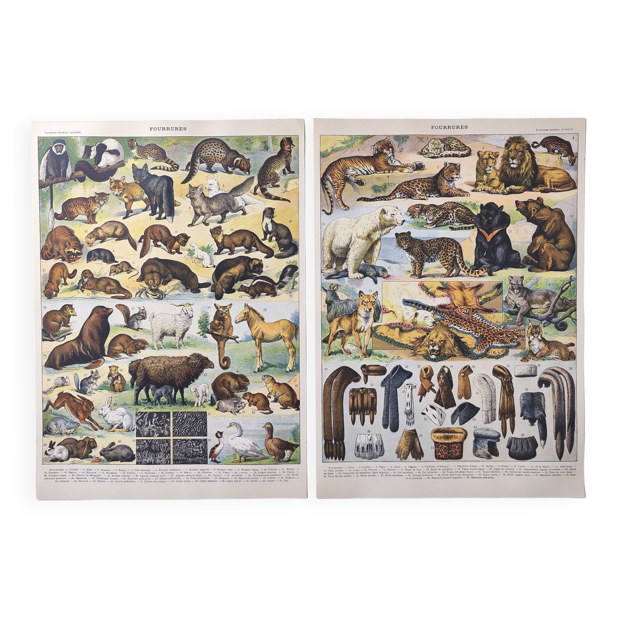Lot of two lithographs on jungle animal furs 1900