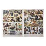 Lot of two lithographs on jungle animal furs 1900