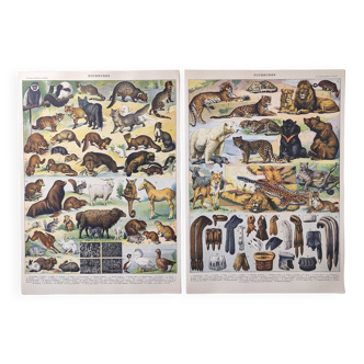 Lot of two lithographs on jungle animal furs 1900
