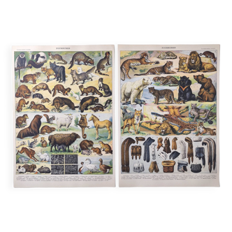 Lot deux Planches lithographies sur les fourrures animaux de la jungle 1900