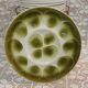 11 oyster plates + 1 Orchies Moulin des Loups dish