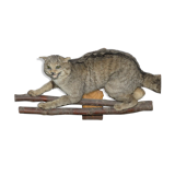 Chat sauvage branché sur écusson