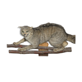 Wild cat connected to patch