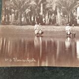 Photographie, tirage albuminé - Palmiers de Gyzeh, près du Caire, Egypte, Pascal Sébah (1823-1886)