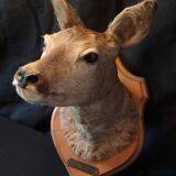 Hunting trophy