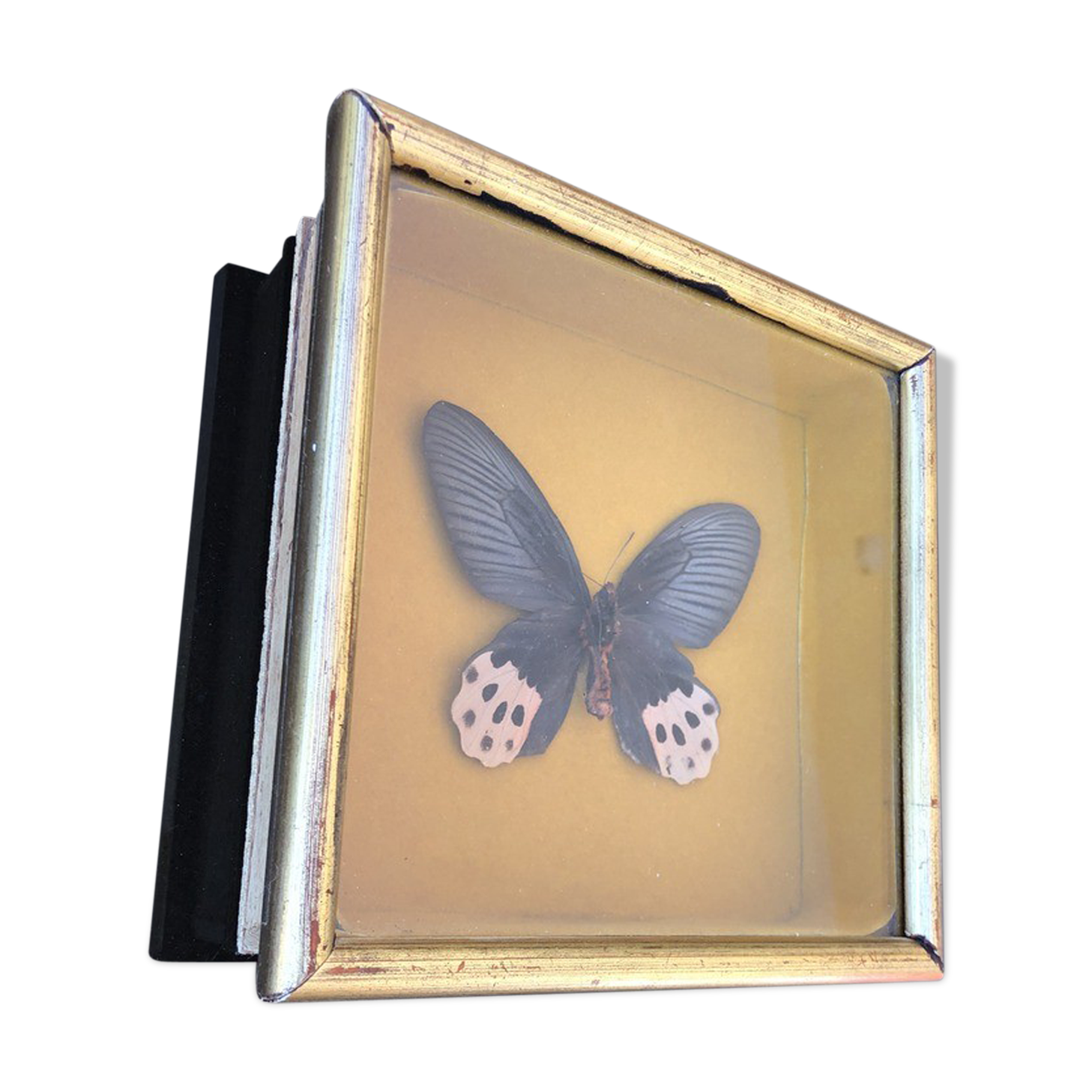 Boite antomologique avec papillon
