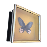 Boite antomologique avec papillon