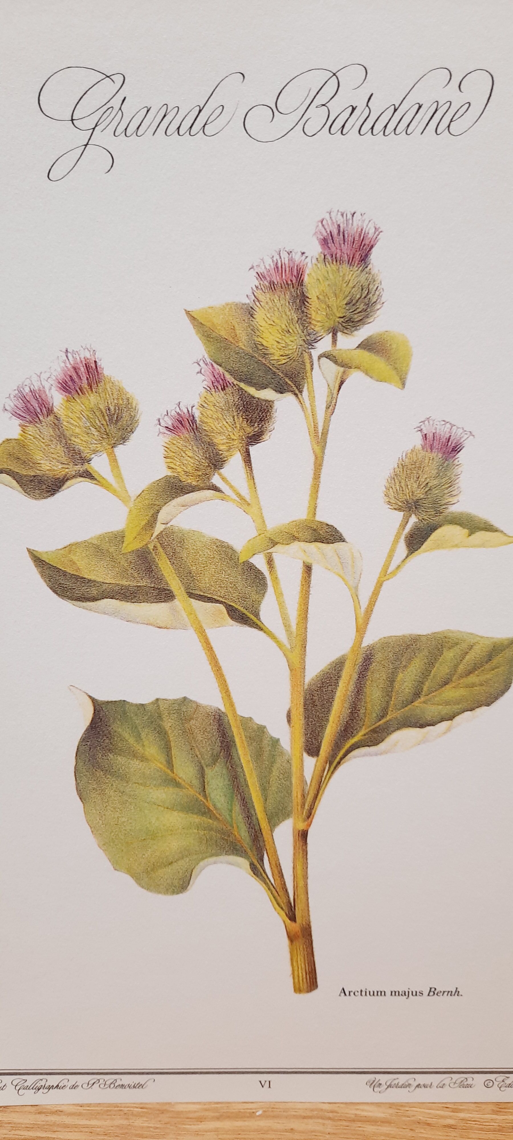 Botanical plate Grande Burdane