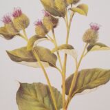 Botanical plate Grande Burdane