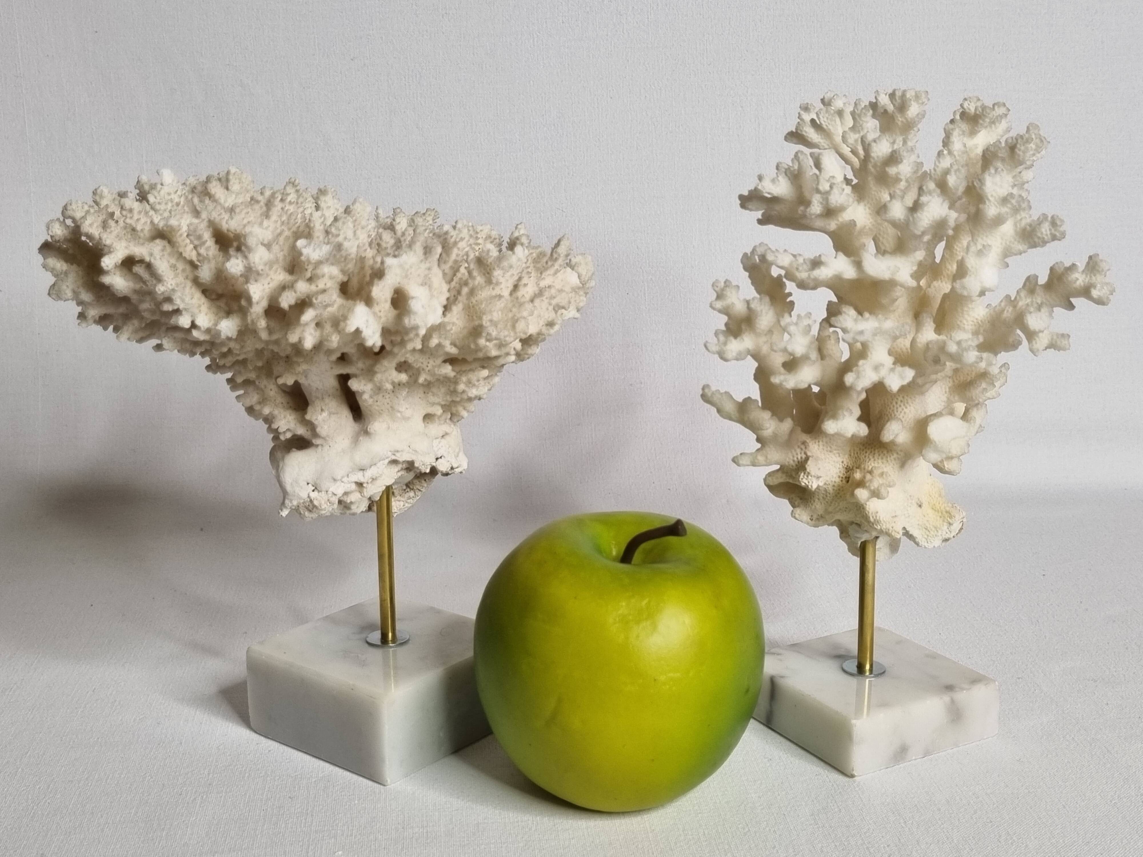 Set of four old white corals on marble base, 20 cm