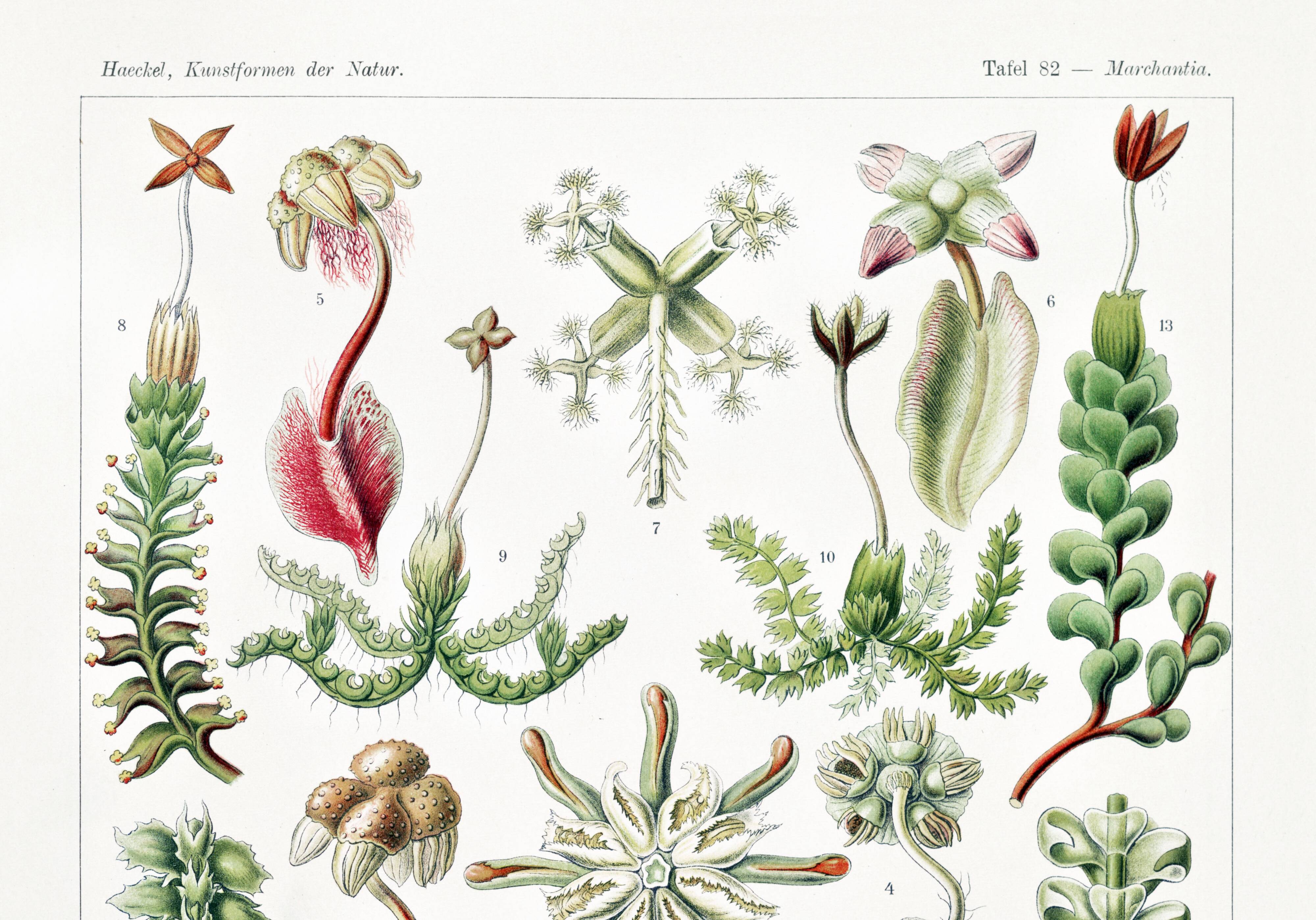Poster about liverwort plants, based on an old lithograph