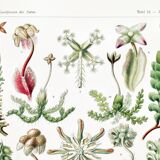 Poster about liverwort plants, based on an old lithograph