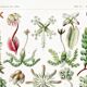 Poster about liverwort plants, based on an old lithograph
