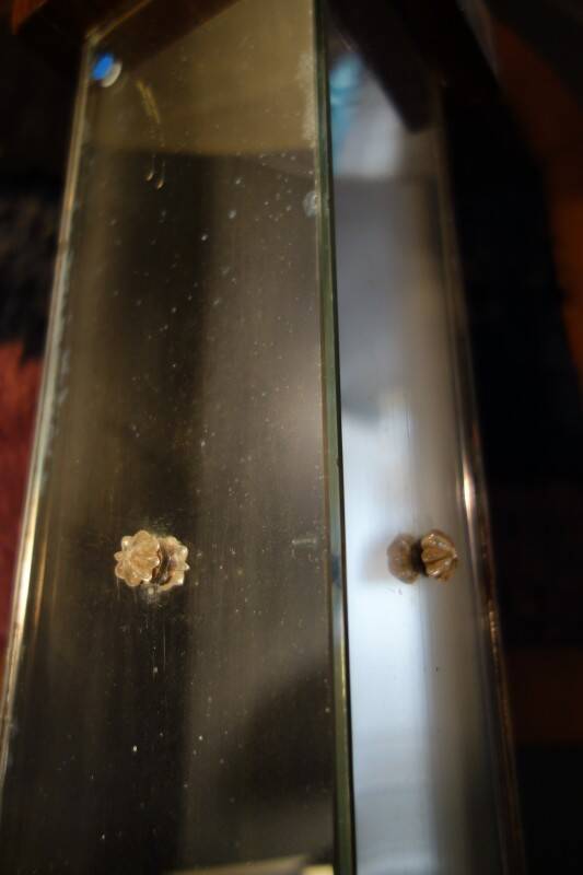 Large Art Deco Macassar Ebony Floor Lamp / Stand, circa 1930