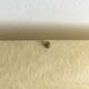 Mid-Century Minimalist Triangular Ceiling Lamp in Fibreglass, 1960s