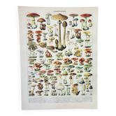 Gravure ancienne 1898, Champignons 1, cueillette • Lithographie originale et vintage