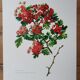 Red hawthorn botanical board