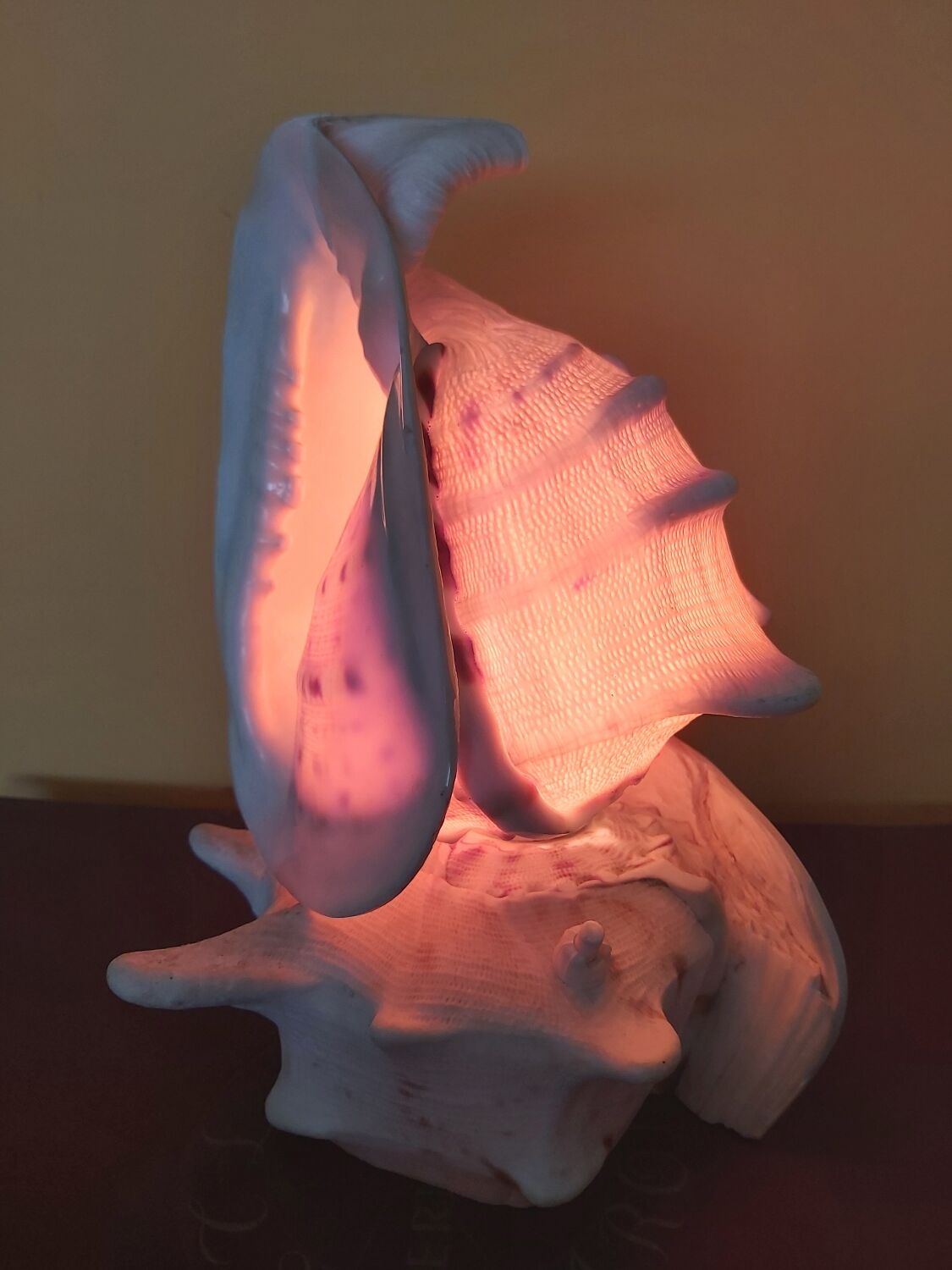 Night light, shell lamp 60s