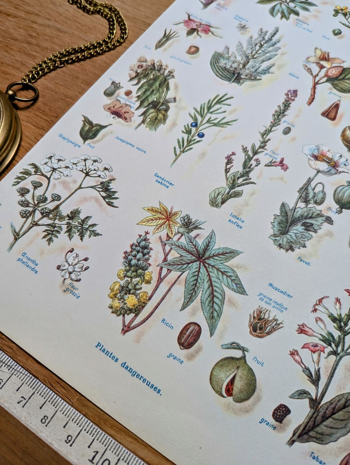 Printed in 1954, Dangerous Plants.