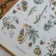 Printed in 1954, Dangerous Plants.