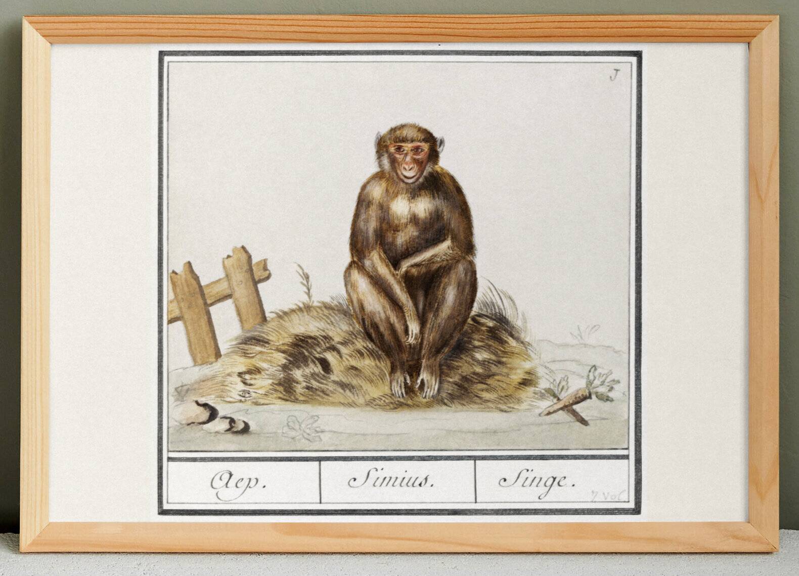 Small poster about the monkey, after an old engraving from 1610.