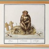 Small poster about the monkey, after an old engraving from 1610.