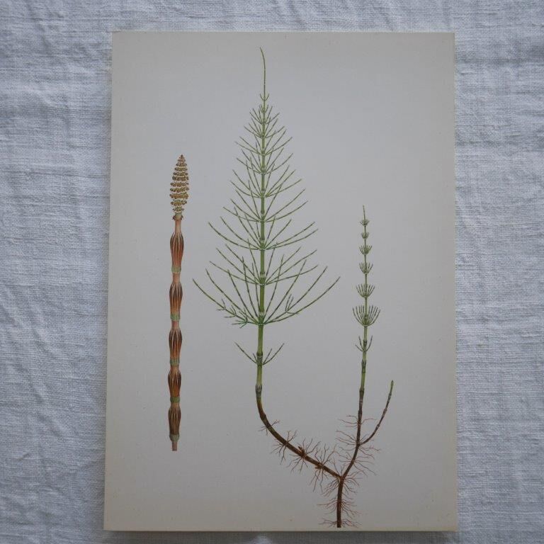 Set of 3 botanical plates Geigy, Prèle, soda and purslane