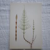 Set of 3 botanical plates Geigy, Prèle, soda and purslane