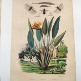 Old engraving from 1838 -Strelitzie- Zoological and botanical hand-colored plate. Original.