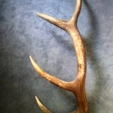 Bois de cerf ancien