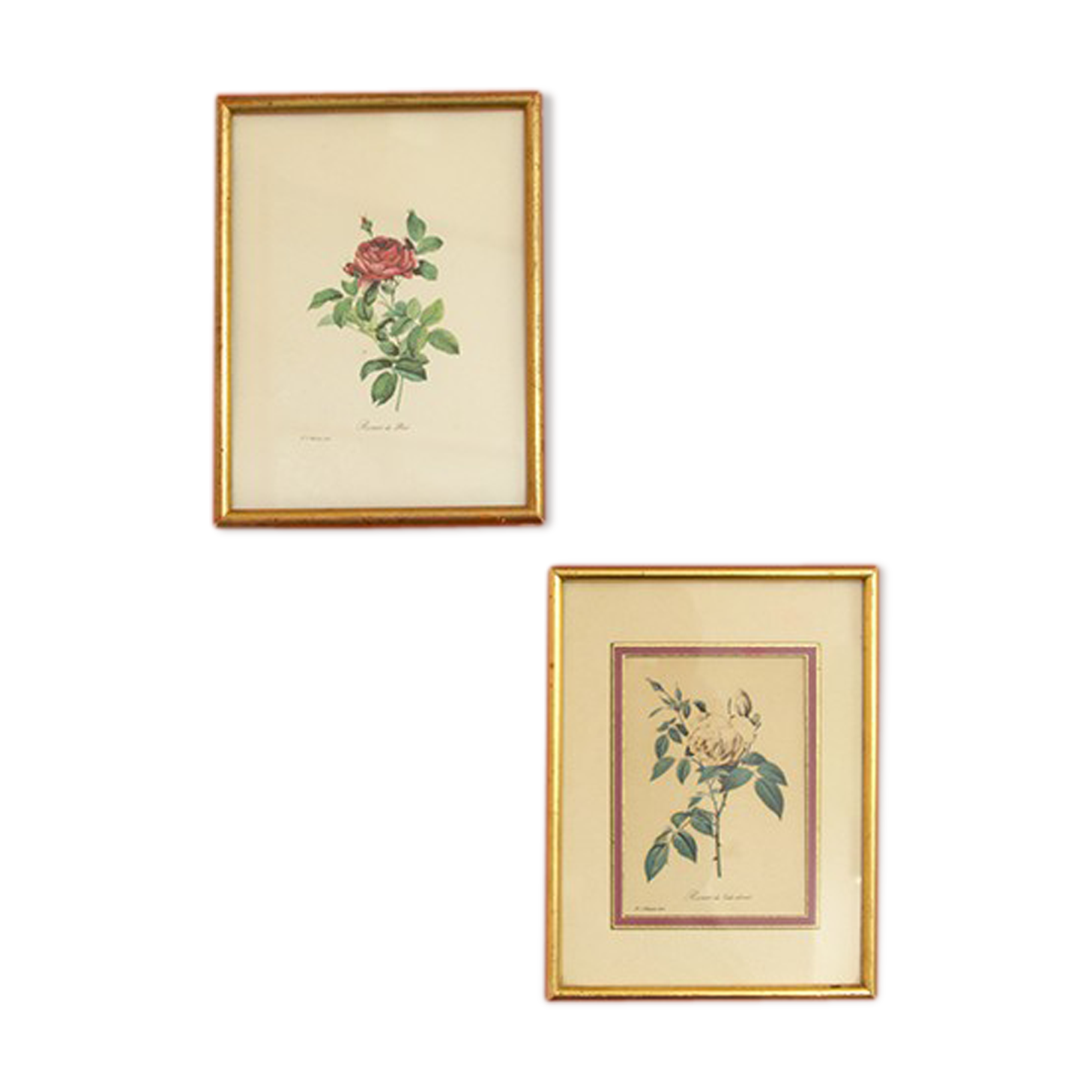 Botanical planks rose roses Dreaded