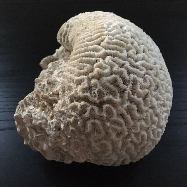 White coral