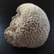 White coral