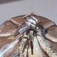 Antique Decorative Caviar Dish Caviar Serving, Silver Quadruple Plate Lid, Spoon
